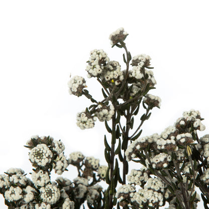 Vickerman 12-22" Natural White Phylica Bundle 5-6 oz Preserved