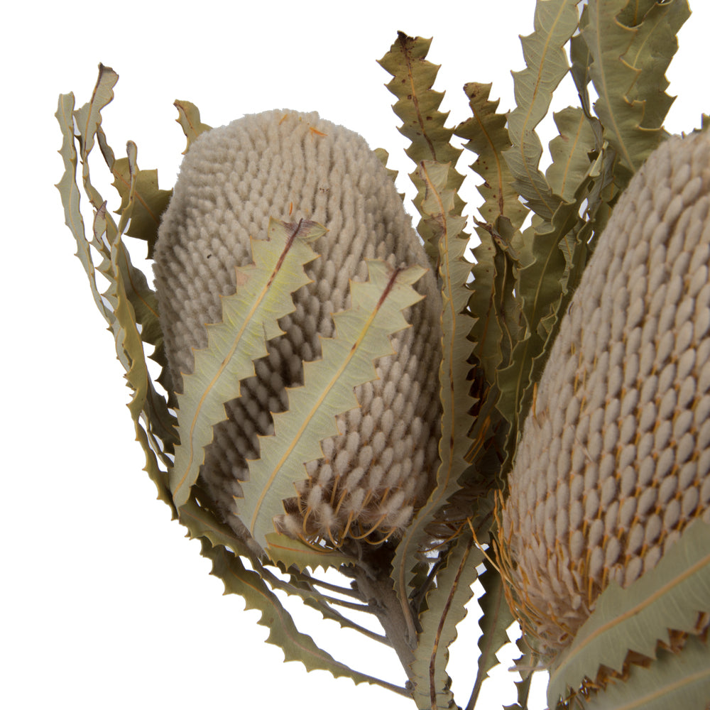 Vickerman Natural Botanicals 15-18" x 3" Banksia Prionote 3 heads per unit