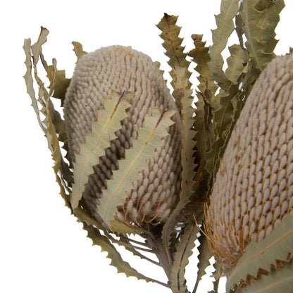 Vickerman Natural Botanicals 15-18" x 3" Banksia Prionote 3 heads per unit