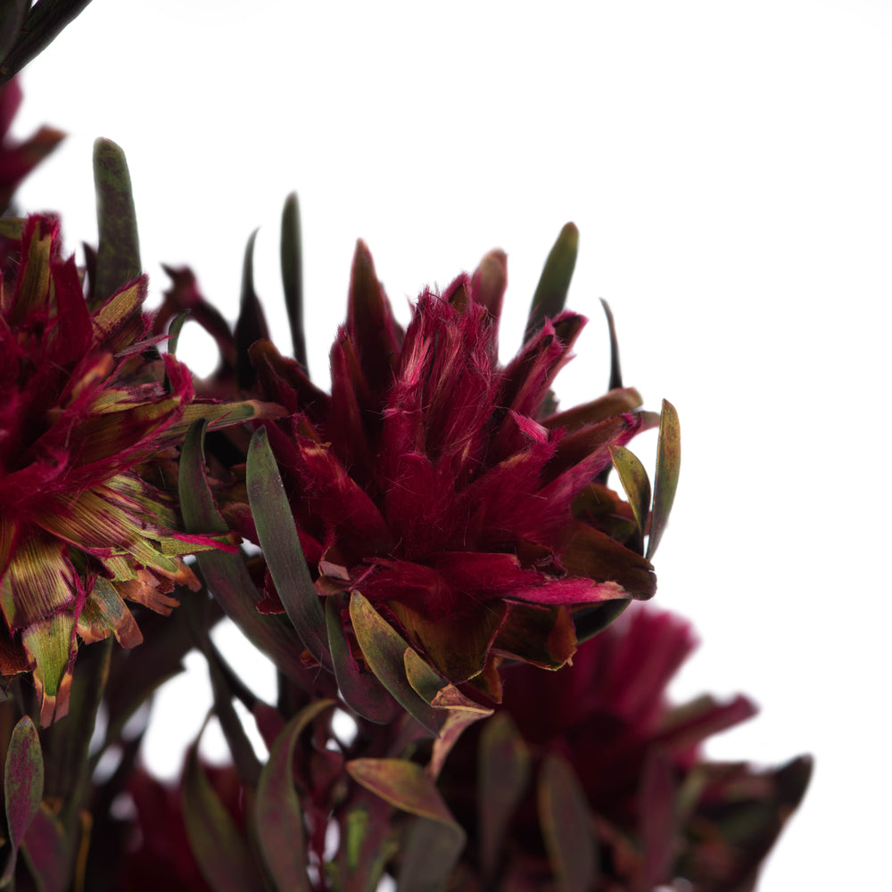Vickerman 8-20" Merlot Plumosum Female 8 flower heads per bundle Preserved