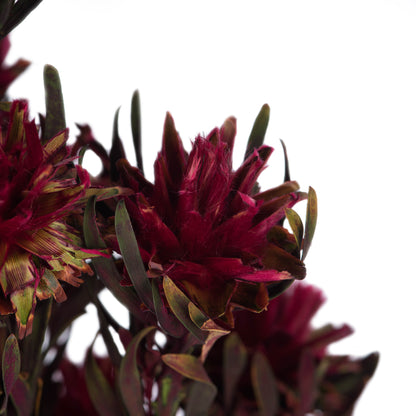 Vickerman 8-20" Merlot Plumosum Female 8 flower heads per bundle Preserved