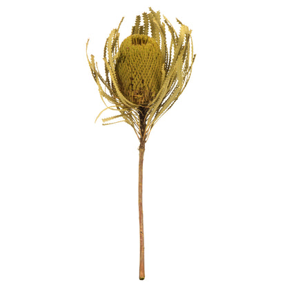Vickerman 12" Jumbo Basil Banksia Flower with Stem. Includes 3 Stems per Pack. Dried