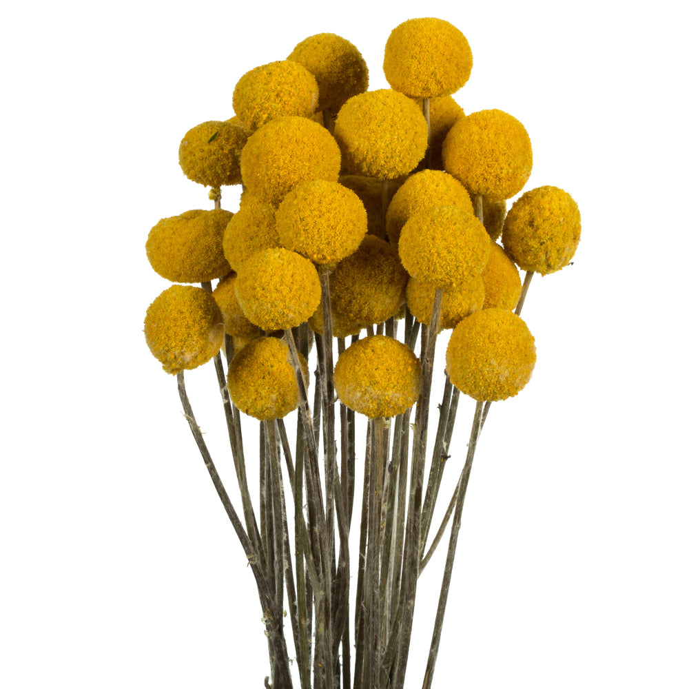 Vickerman 16-18" Yellow Billy Buttons. 25-30 stem bundle Dried