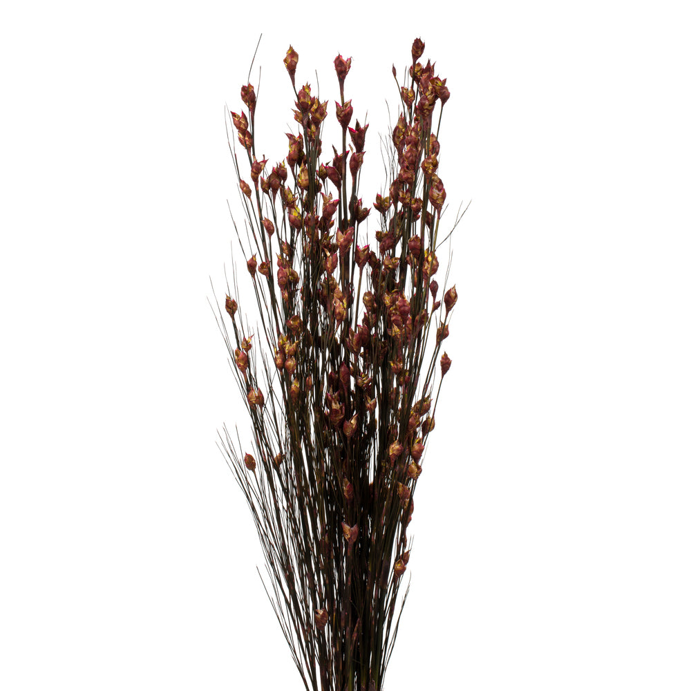 Vickerman 36-40" Merlot Bell Grass with Seed Pods 8-9 oz Bundle Preserved