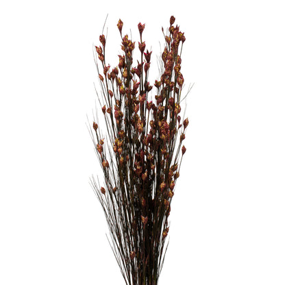 Vickerman 36-40" Merlot Bell Grass with Seed Pods 8-9 oz Bundle Preserved
