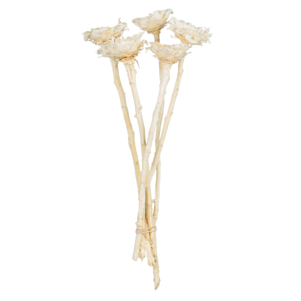 Vickerman 8-12" Bleached Rosette Compacta - Sleeved 5 stems Dried