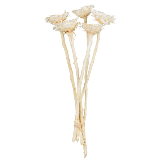Vickerman 8-12" Bleached Rosette Compacta - Sleeved 5 stems Dried