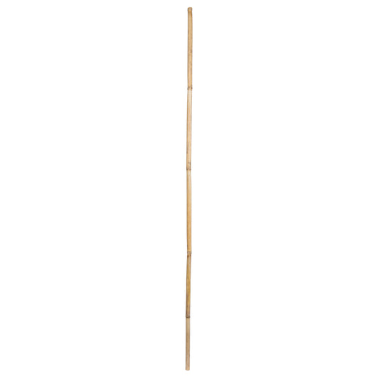 Vickerman Natural Botanicals 40" Bamboo Reed Natural Clean. Includes 100 pieces per pack.