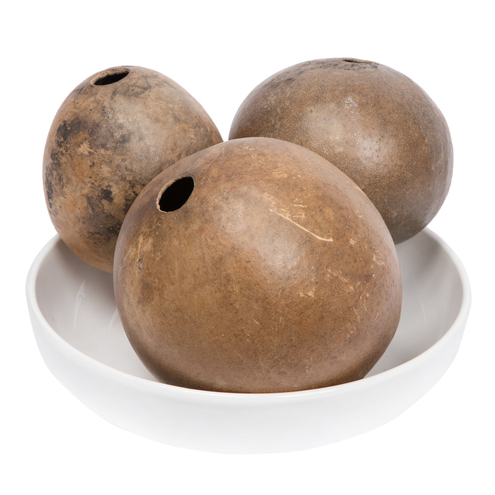 Vickerman 6-7"H x 6-8"W Natural Bacacuia Gourd Set of 3 Dried