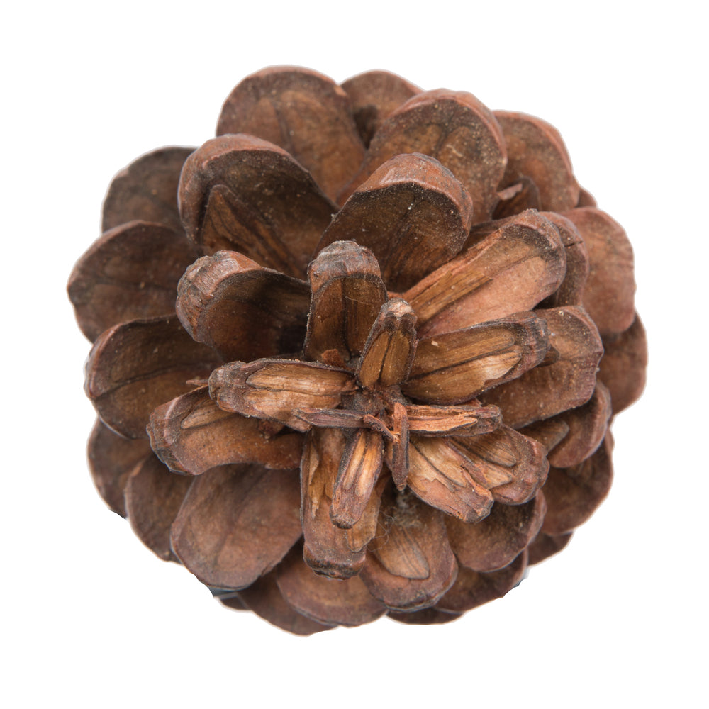Vickerman Natural Botanicals 1.5" Blue Pine Natural. Includes 100 Pieces per Unit