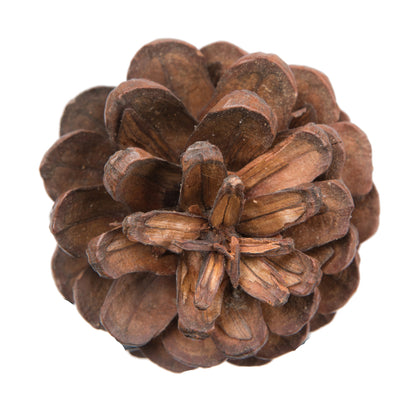 Vickerman Natural Botanicals 1.5" Blue Pine Natural. Includes 100 Pieces per Unit