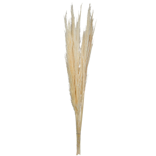 Vickerman 46" Dried Bleached Pampas Grass 6 pieces per Pack.