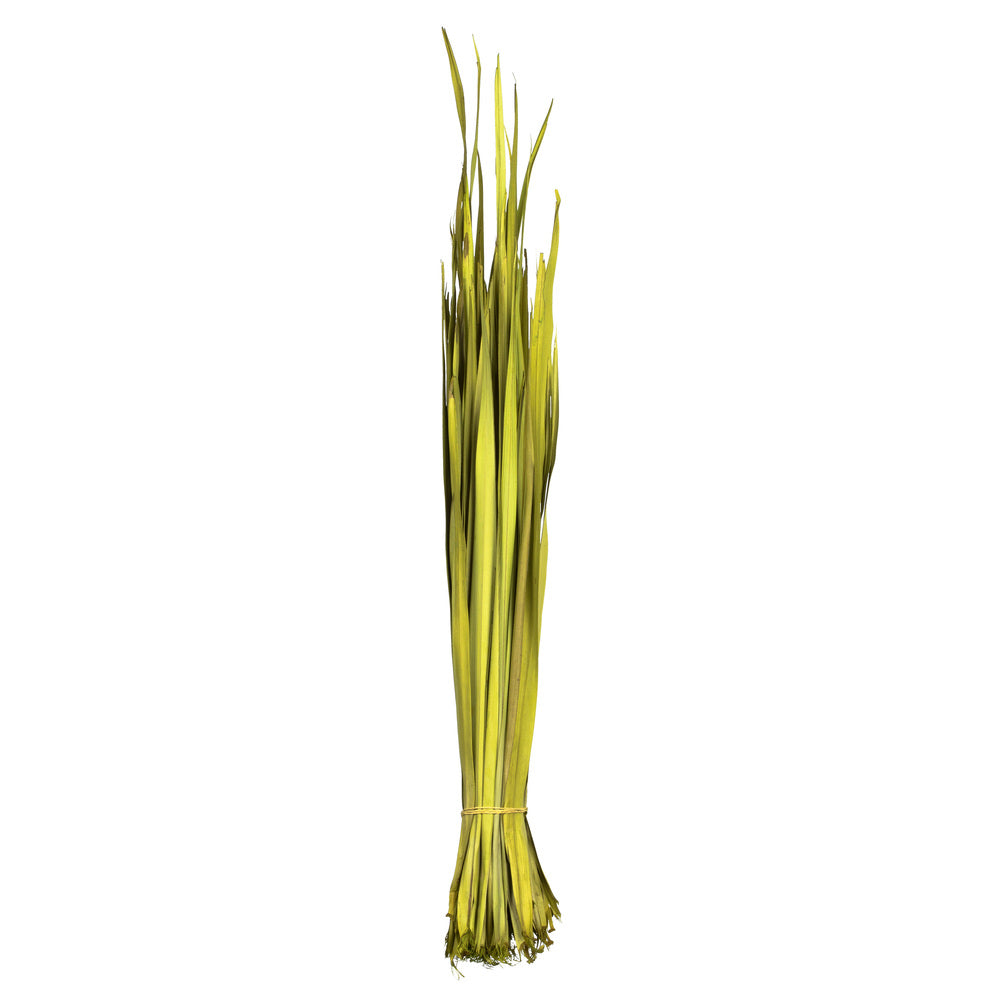 Vickerman 18-23" Basil Coco Palm Leaf Bundle.  Includes 8oz (2 -4oz Bundles) Dried