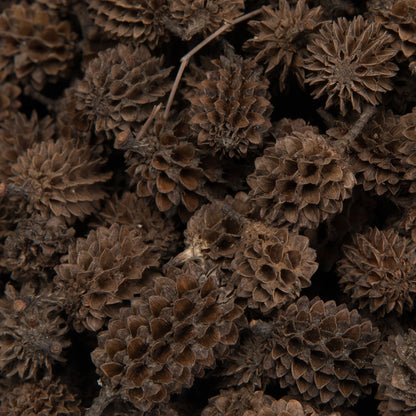 Vickerman Natural Botanicals 0.6" Casurina. Includes 8.8 Lbs per Pack