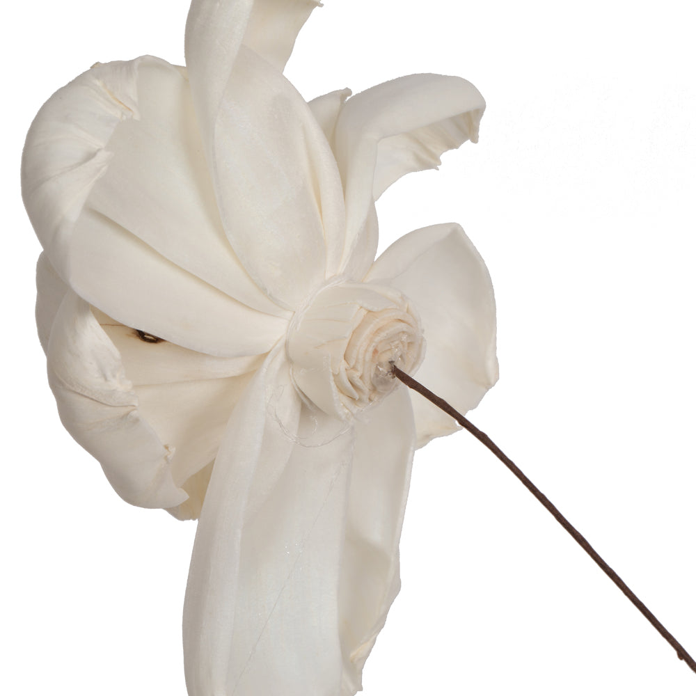 Vickerman Natural Botanicals 4" Natural Dried Roestte Sola Flower on 12" wire stem- 12 stem/polybag.