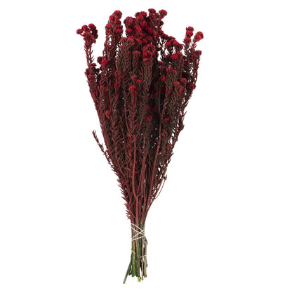 Vickerman 16-22" Red Cotton Phylica Flower 4-5 oz Bundle Preserved