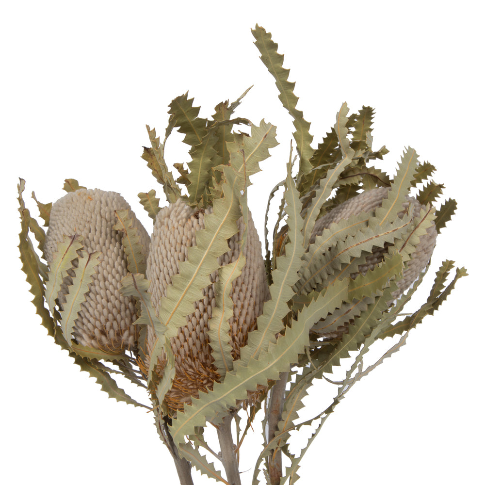 Vickerman Natural Botanicals 15-18" x 3" Banksia Prionote 3 heads per unit
