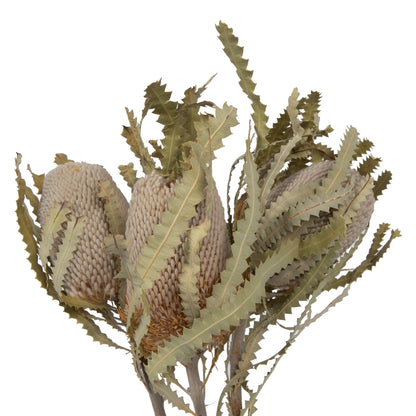 Vickerman Natural Botanicals 15-18" x 3" Banksia Prionote 3 heads per unit