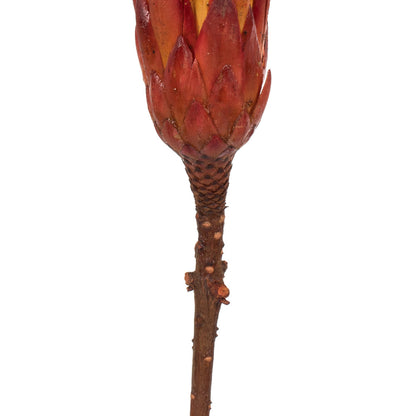Vickerman 8-12" Red (Natural) Repens - Natural Stem - Bulk case 180 pieces Dried