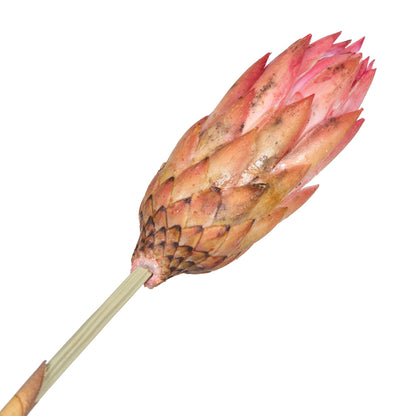 Vickerman 18-24" Erica Pink Repens Head attached to a Reed Stem. Includes 20 Stems comes Dried.