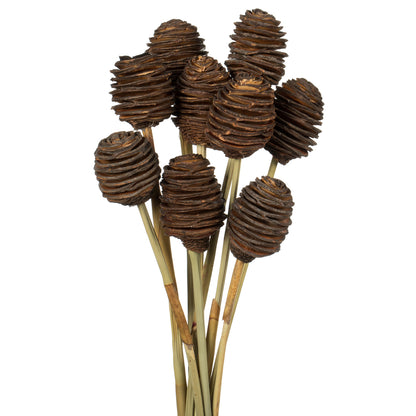 Vickerman 18-24" Natl. Brown Platy Cone on Reed Stem 10 stems Dried