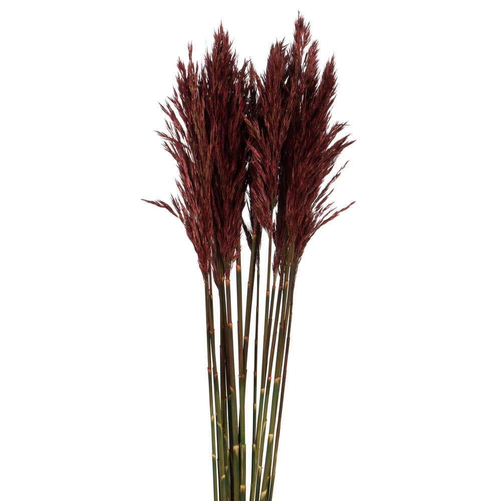 Vickerman 36" Merlot Plume Reed Bundle (15-20 stems) Preserved