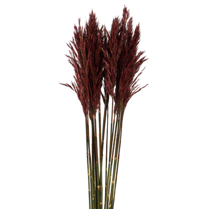 Vickerman 36" Merlot Plume Reed Bundle (15-20 stems) Preserved
