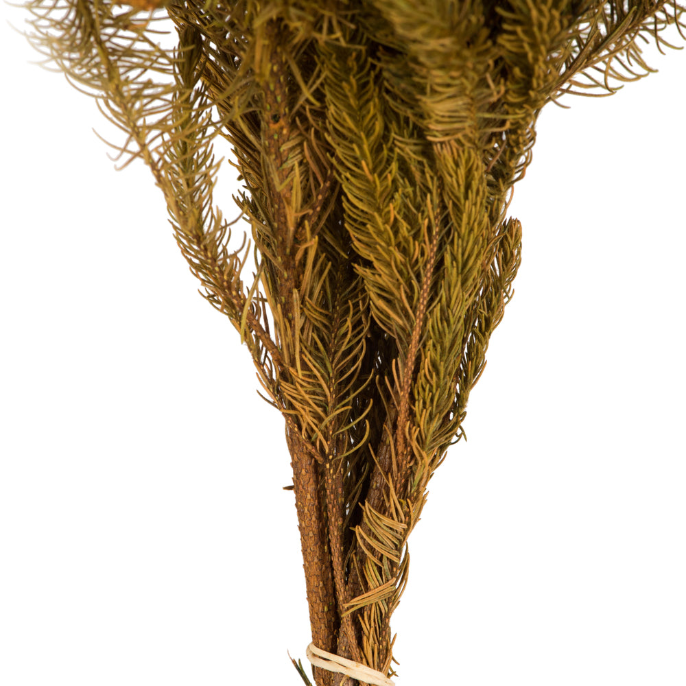 Vickerman 12-16" Aspen Gold Brunia 4 oz Preserved