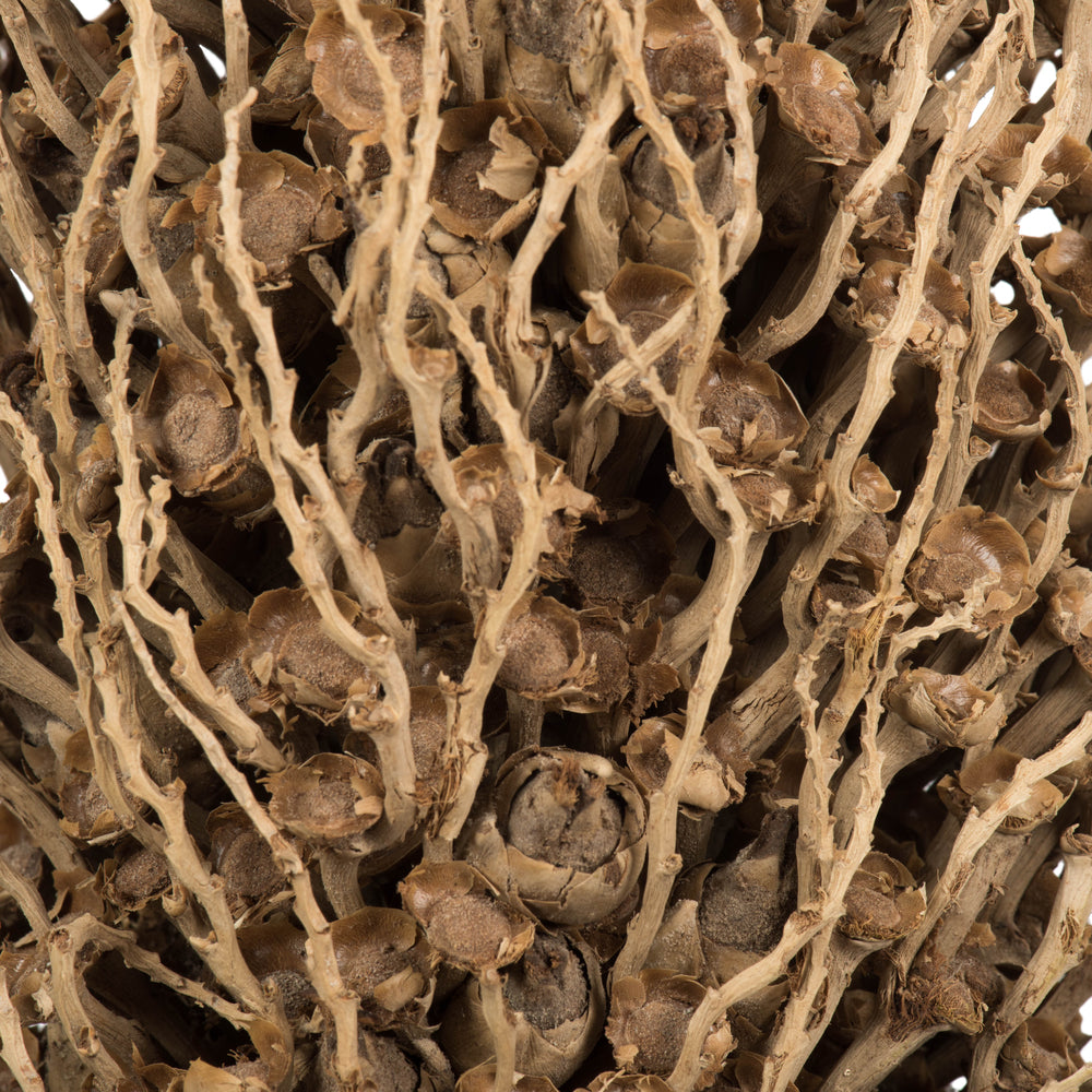 Vickerman 18 x 5" Natural Olympia Seed Pod - Small/Petite 1 piece Dried