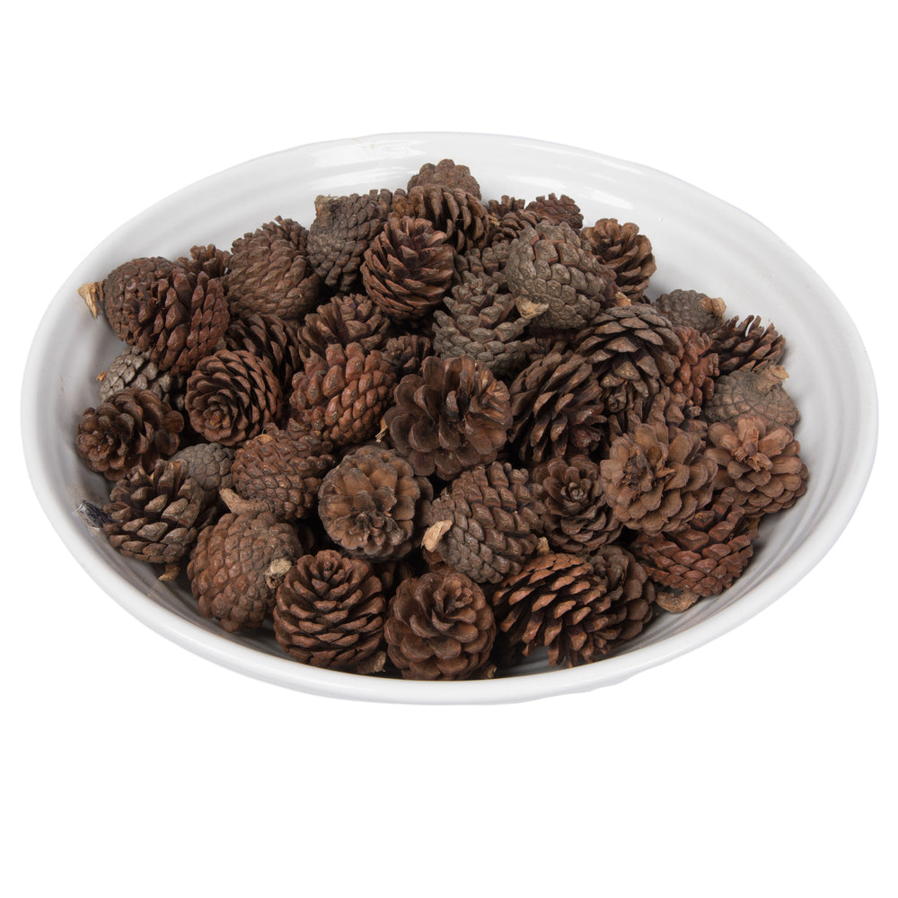 Vickerman Natural Botanicals 1.5" Blue Pine Natural. Includes 100 Pieces per Unit