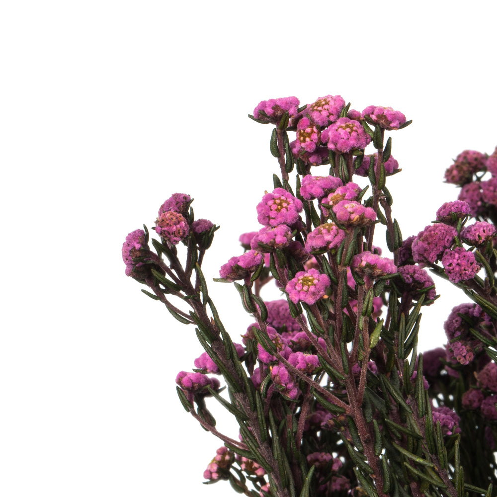 Vickerman 12-22" Violet Phylica Bundle  5-6 oz Preserved