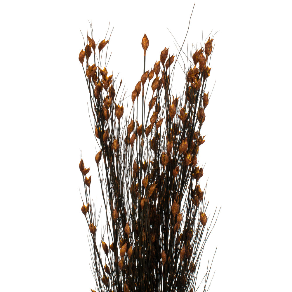 Vickerman 36-40" Autumn Bell Grass with Seed Pods 8-9 oz Bundle Preserved