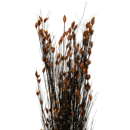 Vickerman 36-40" Autumn Bell Grass with Seed Pods 8-9 oz Bundle Preserved