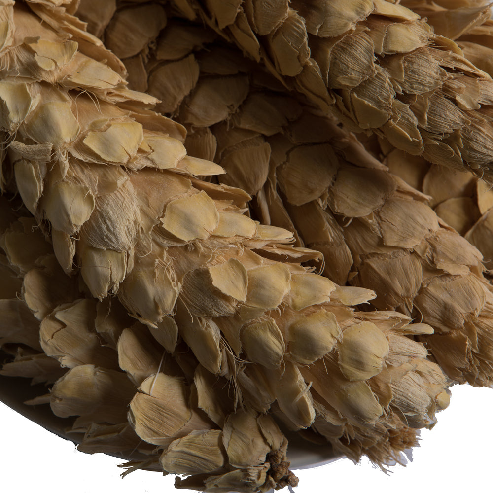 Vickerman Natural Botanicals 10" Strobus Extra Large Bleached. Includes 10 pieces per unit