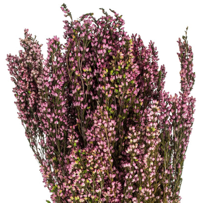 Vickerman 18-20" Pink Heather (Erica) - 4-5 oz Bundle Preserved