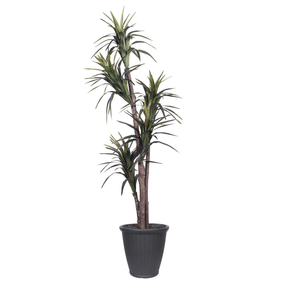 Vickerman 6' Artificial Marginata Executive Tree Gray Round Plastic Container.