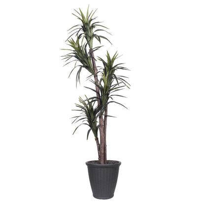 Vickerman 6' Artificial Marginata Executive Tree Gray Round Plastic Container.