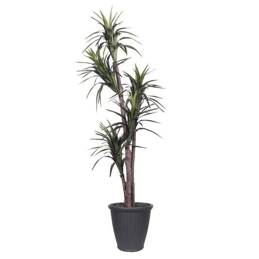 Vickerman 6' Artificial Marginata Executive Tree Gray Round Plastic Container.