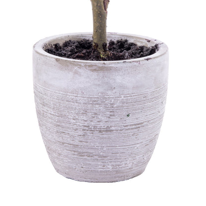 Vickerman 19" Artificial Blue Spruce Sapling Potted.