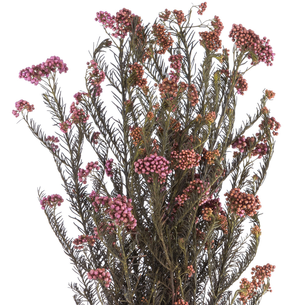 Vickerman 16" Purple Orchid Rice Flower. Comes in a 4.25 oz Bundle. Preserved