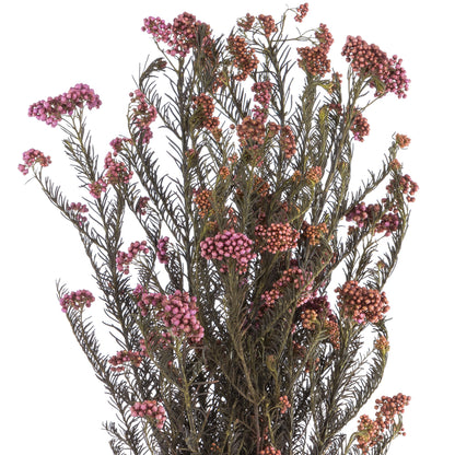 Vickerman 16" Purple Orchid Rice Flower. Comes in a 4.25 oz Bundle. Preserved