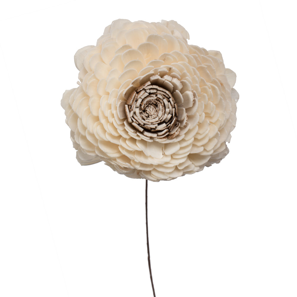 Vickerman Natural Botanicals 4" Charki Skin Sola Flower 12" Stem - 12 stems/bag. Dried and preserved.