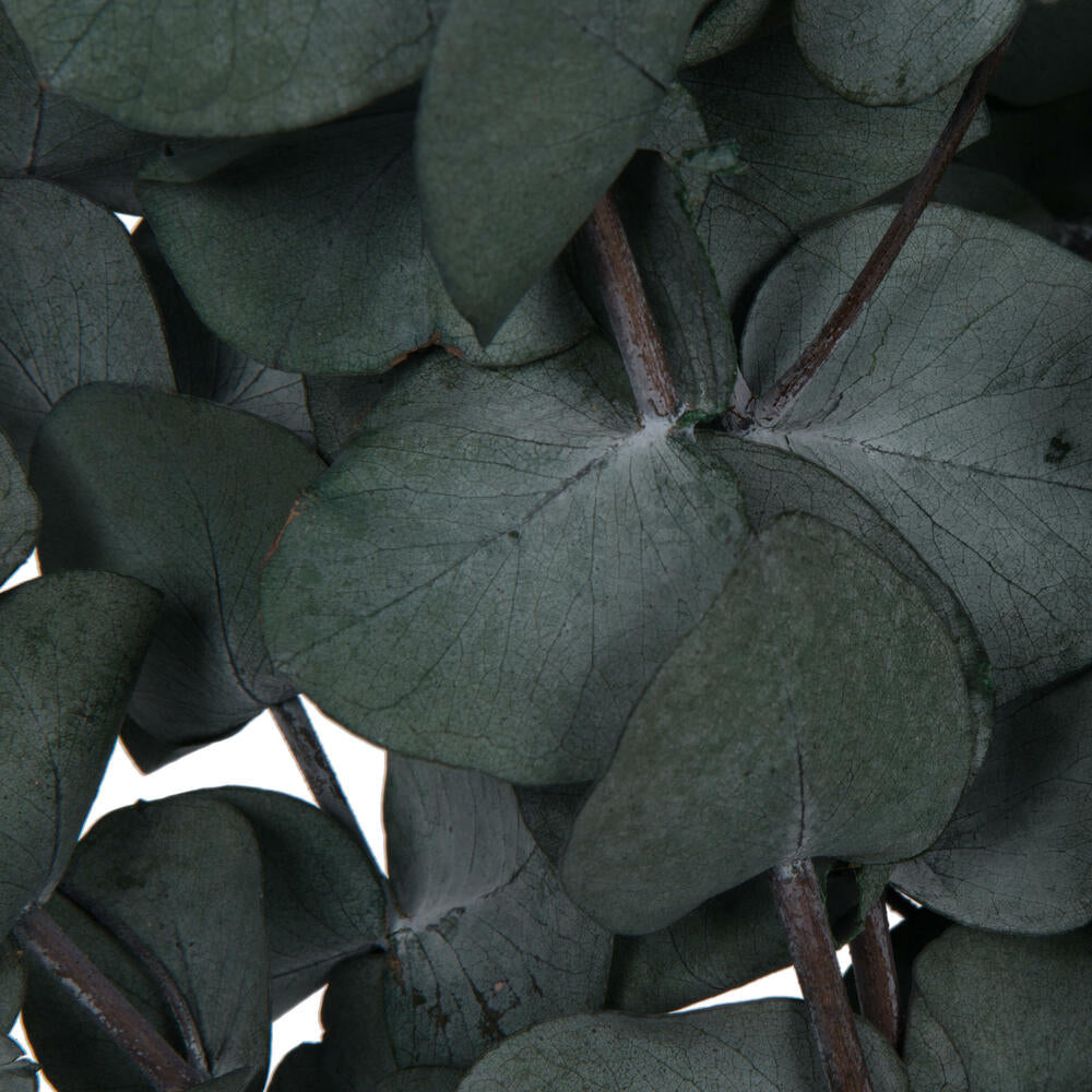 Vickerman Natural Botanicals 18-20" x 9" Eucalyptus Spiral Green 1 lb bundle