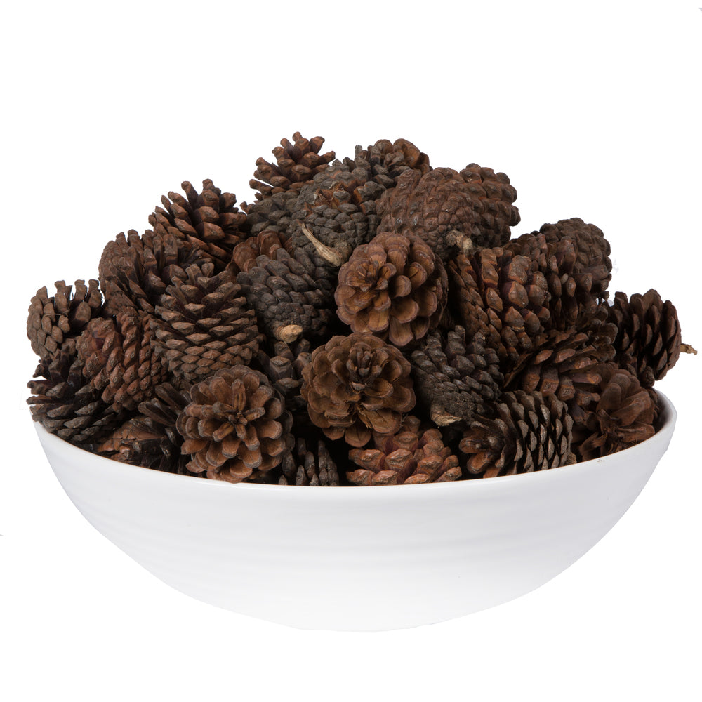 Vickerman Natural Botanicals 2" Blue Pine Natural. Includes 100 Pieces per Unit