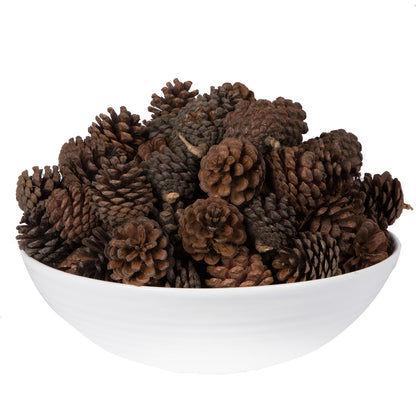 Vickerman Natural Botanicals 2" Blue Pine Natural. Includes 100 Pieces per Unit