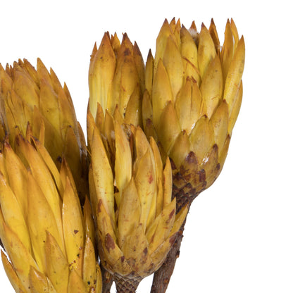 Vickerman 14" Yellow Repens on a Natural Stem.  Includes 6 Stems per Bundle Dried