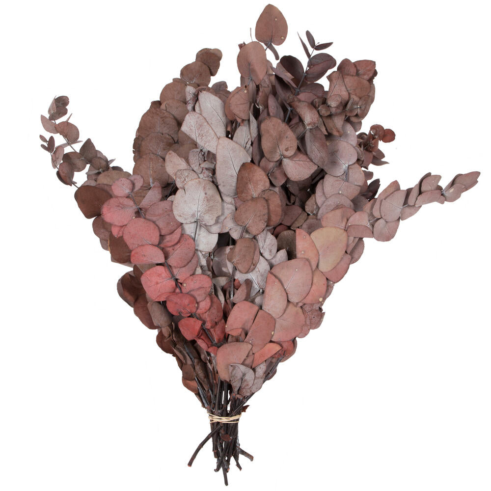 Vickerman Natural Botanicals 18-20" x 9" Eucalyptus Spiral Red 1 lb per unit