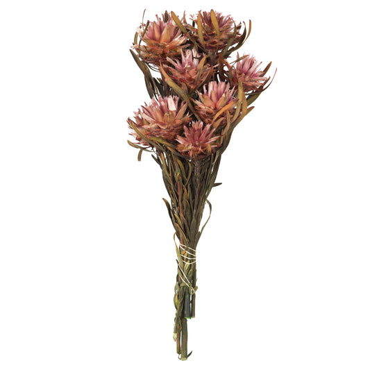 Vickerman 8-20" Erica Pink Plumosum Female 8 flower heads per bundle Preserved