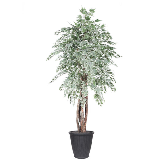 Vickerman 6' Artificial Silver Maple Executive Tree Gray Round Plastic Container.
