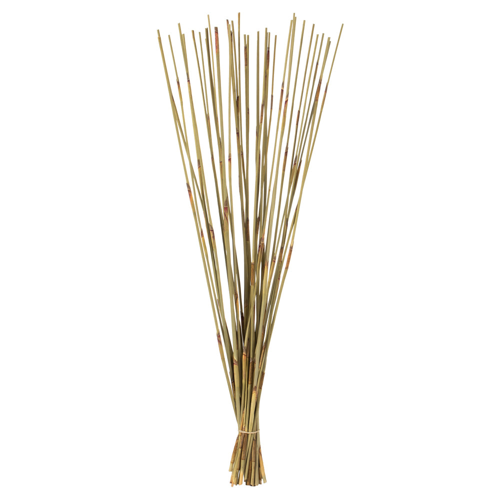 Vickerman 40" Natural Elephant Reed 10 oz Bundle Dried